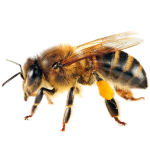 Z dodatkiem cennych produktów pszczelich