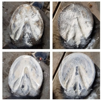 Magic Hoof Powder - preparat pudrowy do kopyt w butach - 120g