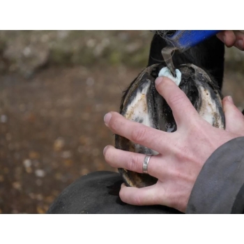 Silver Hoof Sticks - sztyfty lecznicze do strzałek 100 szt.